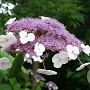 Hydrangea aspera 40-60 cm 12L