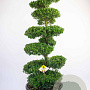 Ilex crenata Dark Green 175-200 cm cont. 80L bonsai