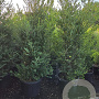 Ilex crenata 'Green Hedge' 200-225 cm cont. 90L