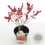 Ilex verticillata 30-35 cm 2,0L