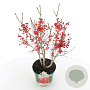 Ilex verticillata 40-50 cm 3,0L met bes