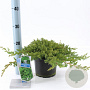 Juniperus procumbens 'Nana' 20-25 cm 3,0L