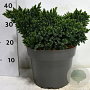 Juniperus squamata 'Blue Star' 30-40 cm 7,5L