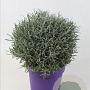 Lavandula intermedia 25-30 cm 5,0L bol