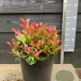Leucothoe 'Zeblid' 30-40 cm 7,5L