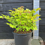 Leycesteria formosa Golden Lanterns 50-60 cm 20L