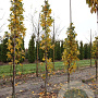 Liquidambar styraciflua 10-12 HO draadkluit geveerd