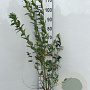 Lonicera tatarica 50-60 cm 5,0L