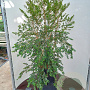 Luma apiculata 80-100 cm 40L