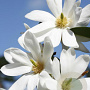 Magnolia Fairy Magnolia White 200-250 cm 35L