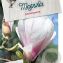 Magnolia soulangeana 40-50 cm 5,0L