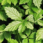 Gynostemma pentaphyllum GM P13