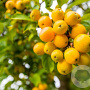 Malus 'Comtesse de Paris' 14-16 cm 50L