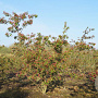 Malus floribunda 200-250 cm draadkluit meerstammig