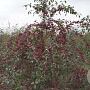 Malus 'Gorgeous' 250-300 cm draadkluit meerstammig