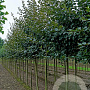 Malus 'Herkenrode' 14-16 HO draadkluit