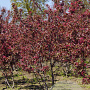 Malus 'Profusion' 150-175 cm draadkluit meerstammig 80-100 breed