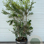 Osmanthus burkwoodii 125-150 cm 40L struik