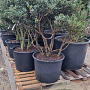 Osmanthus heterophyllus 150-175 cm cont. 130L najaarspotting