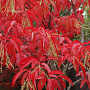 Oxydendrum arboreum 175-200 cm 40L struik
