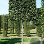 Parrotia persica 'Vanessa' 14-16 HO draadkluit lei 180x150 200 cm stam