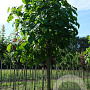 Paulownia tomentosa 35-40 HO draadkluit