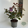 Photinia fraseri 'Camilvy' 20-30 cm 2,0L