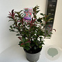 Photinia fraseri Carré Rouge 50-60 cm 5,0L