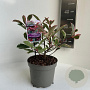 Photinia fraseri Pink Marble 20-30 cm 2,0L