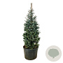 Picea pungens 'Erich Frahm' 175-200 cm cont. 180L solitair