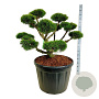 Pinus mugo 'Gnom' 80-100 cm cont. 180L bonsai