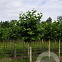 Platanus hispanica 35-40 HO draadkluit geknot