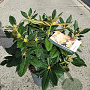 Rhododendron (Y) 'Golden Torch' 25-30 cm 5,0L