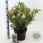 Rhododendron (AP) 'Graziella' 30-40 cm 5,0L
