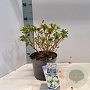 Rhododendron (AJ) 'Hisako' 20-25 cm 3,0L