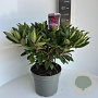 Rhododendron 'Marie Forte' 40-50 cm 5,0L