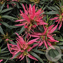 Rhododendron (EA) Star Style Pink 15-20 cm 5,0L