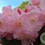 Rhododendron 'Stella' GM P9