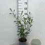 Salix purpurea 40-60 cm 2,0L