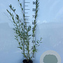 Salix purpurea 60-80 cm 2,0L