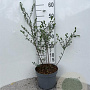 Salix repens nitida 80-100 cm 5,0L