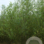 Salix triandra 400-450 cm draadkluit struik