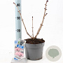 Sambucus nigra Black Tower 25-30 cm 2,0L