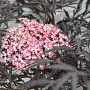 Sambucus nigra 'Thundercloud' 30-40 cm 3,0L