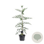 Sequoia sempervirens 100-125 cm 5,0L