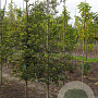 Styrax japonicus 14-16 HO draadkluit geveerd