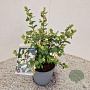 Symphoricarpos Magical Candy 25-30 cm 2,0L