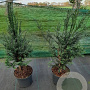 Taxus baccata 40-60 cm 4,0L