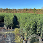 Taxus baccata 80-100 cm 7,5L