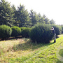 Taxus baccata 200-210 cm draadkluit bol